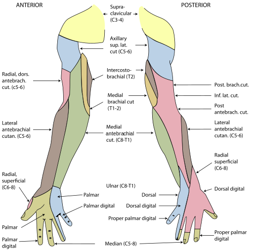 Karpaltunnelsyndrom - nervus medianus