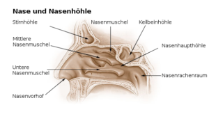 Nasenatmung - Anatomie - Nase_und_Nasenhöhle